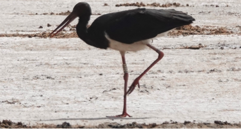 Foto 1: Jean-Marie Dupart Es ist zwar bekannt, dass Zufvögel weit fliegen, aber wenn ein aktuelles Foto vom 19. Februar 2024 aus dem Senegal einen „persönlich bekannten“ Schwarzstorch aus der Böhmischen Schweiz zeigt, ist die Faszination umso größer und kann sogar berührend sein. Dank der Meldung des französischen Fotografen Jean-Marie Dupart konnte der Storch anhand des weißen Rings mit dem Code 67PP identifiziert werden.