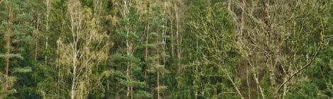 Foto: O. Spengler Zwar sieht der Wald direkt entlang der Straße noch grün aus, doch der Blick aus der Ferne zeigt, dass kurz darüber viele Fichten stehen, die der Borkenkäfer zum Absterben gebracht hat. Diese müssen nun gefällt werden, solange das noch ohne Gefährdung für die Forstwirte möglich ist. Mit der Maßnahme verringert Revierförster Spengler das Risiko, dass Bäume auf die Straße oder angrenzende Häuser stürzen und oder dass sie im Brandfall gefährlich werden könnten.