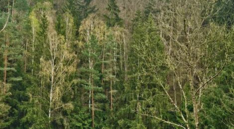 Foto: O. Spengler Zwar sieht der Wald direkt entlang der Straße noch grün aus, doch der Blick aus der Ferne zeigt, dass kurz darüber viele Fichten stehen, die der Borkenkäfer zum Absterben gebracht hat. Diese müssen nun gefällt werden, solange das noch ohne Gefährdung für die Forstwirte möglich ist. Mit der Maßnahme verringert Revierförster Spengler das Risiko, dass Bäume auf die Straße oder angrenzende Häuser stürzen und oder dass sie im Brandfall gefährlich werden könnten.