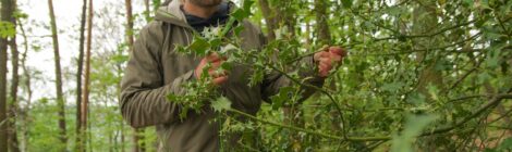 41 24 Ronny_Goldberg_mit_Stechpalme_©HartmutLandgraf