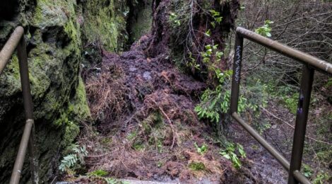 Foto: W. Woicik Eine lokale Unwetterzelle hatte vergangenen Sonntag oberhalb der Schwedenlöcher Erdmassen von Felsköpfen rutschen lassen und auch einzelne Bäume zum Absturz gebracht. In der Folge war der beliebte Wanderweg schon kurz nach den jüngsten Sanierungsarbeiten erneut blockiert. Dank des schnellen Einsatzes der Mitarbeiter der Nationalpark- und Forstverwaltung vom Sachsenforst konnte der Weg bis zum heutigen Montagmittag wieder frei geräumt werden.