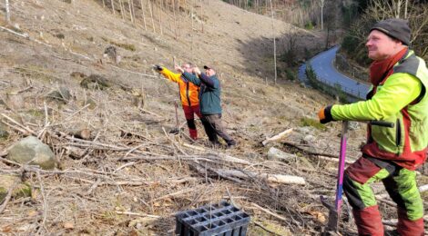 Foto 2: Hp. Mayr Besondere Schwerpunkte der Pflanzungen außerhalb des Nationalparks sind ehemalige Fichtenwaldflächen, die vom Borkenkäferbefall betroffen waren. Olaf Spengler (M.) ist Leiter des Reviers Reinhardtsdorf. Um die Borkenkäferflächen an den nährstoffarmen Hängen der Koppelsberge (oberhalb Krippenbachtal) wieder aufforsten zu können, stand ihm eine besondere Eichenart aus slowakischer Herkunft zur Verfügung. Sie ist eng verwandt mit den hiesigen Eichen, doch rechnen Experten damit, dass sie besser mit zu erwartenden Trockenperioden zurechtkommt. Hier stimmt er mit Gunther Puckler und Michael Kranz von der Firma Forstdienstleistungen Jens Puckler die genauen Bereiche des steinigen Hangs ab, wo er die besten Wuchsbedingungen für die sorgfältig angezogenen jungen Eichen erwartet.