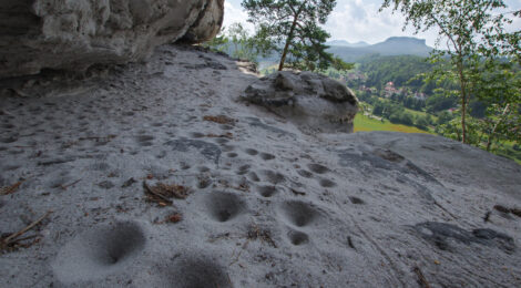 Solche faustgroßen Sandtrichter findet man unter vielen Felsüberhängen in der Sächsischen Schweiz. Am Grund des Trichters lauert er auf seine Beute: der Ameisenlöwe. Foto: H. Landgraf