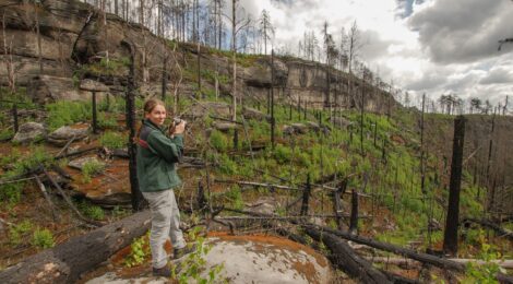 Alle paar Monate schaut Dr. Annika Busse, wie sich die Natur in den Richterschlüchten verändert. Hier ging im Sommer 2022 ein ganzer Talkessel in Flammen auf. Foto: H. Landgraf