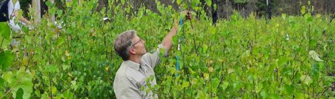 Foto: K. Partzsch Mit unglaublichen 2,50 Meter zählt diese Birke zu den höchsten auf der Waldbrandfläche von 2022, die der Wind vor weniger als zwei Jahren als Samen auf die verbrannte schwarze Fläche getragen hat. Zusammen mit tausenden anderen sorgt der Baum für eine erfolgreiche Wiederbewaldung im Nationalpark. Unabhängig von dieser Regeneration hat die Nationalpark- und Forstverwaltung Sächsische Schweiz von Sachsenforst zahllose Maßnahmen zum vorbeugenden Waldbrandschutz ergriffen, mit dem Ziel künftige Brandherde schneller zu finden, die Feuerwehren bei der Brandbekämpfung besser zu unterstützen, den sogenannten Erstangriff effektiver führen zu können und einen sichereren Einsatz zu gewährleisten.