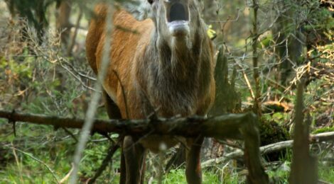 REDEMA: Grenzübergreifende Forschung zu Rothirschen in der Nationalparkregion