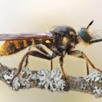 Foto: Michael Glaß Ähnlich wie Waldameisen oder Spinnen sind Raubfliegen als Jäger wichtige Regulatoren in Ökosystemen. Seit knapp 10 Jahren führen Insektenkundler ehrenamtlich Erfassungen zu den Raubfliegen im Nationalpark Sächsische Schweiz durch. Nun konnte die Art C. fimbriata (im Bild: ein Weibchen) am Großen Winterberg für den Nationalpark bestätigt werden. Die Art gilt als Profiteur des Klimawandels.