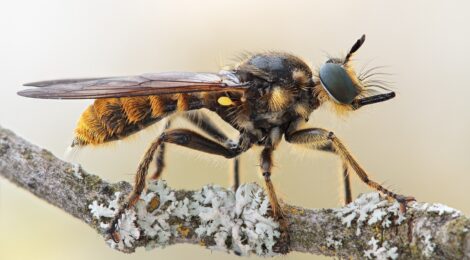 Foto: Michael Glaß Ähnlich wie Waldameisen oder Spinnen sind Raubfliegen als Jäger wichtige Regulatoren in Ökosystemen. Seit knapp 10 Jahren führen Insektenkundler ehrenamtlich Erfassungen zu den Raubfliegen im Nationalpark Sächsische Schweiz durch. Nun konnte die Art C. fimbriata (im Bild: ein Weibchen) am Großen Winterberg für den Nationalpark bestätigt werden. Die Art gilt als Profiteur des Klimawandels.