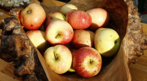 In diesem Jahr zwar leider Mangelware, aber gefeiert wird trotzdem: leckere saftige Äpfel aus der Nationalparkregion Sächsische Schweiz beim Apfelfest am Nationalparkzentrum am 13.10. in Bad Schandau. Foto: Marko Förster